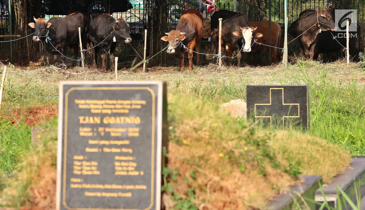 Hewan kurban yang dijajakannya di TPU Tanah Kusir, Jakarta, Senin (21/8). Pedagang hewan kurban memanfaatkan lahan di areal makam untuk menjual sapi menjelang Hari Raya Idul Adha. (Liputan6.com/Johan Tallo)
