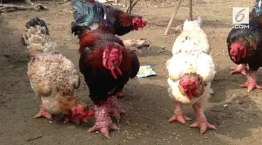 Harga ayam jenis ini bisa mencapai 33 juta rupiah.
