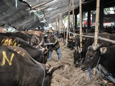 Petugas mendata sapi yang akan dijadikan hewan kurban di Rumah Pemotongan Hewan (RPH) PD Dharma Jaya, Cakung, Jakarta, Kamis (30/7/2020). Menjelang Hari Raya Idul Adha 2020, RPH PD Dharma Jaya melakukan berbagai persiapan. (merdeka.com/Iqbal S. Nugroho)