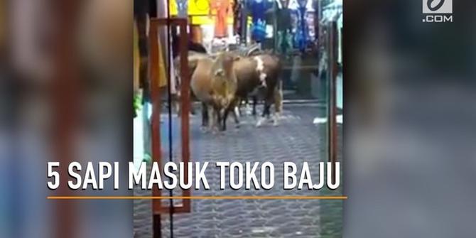 VIDEO: Heboh, 5 Sapi Masuk Toko Baju di Malaysia
