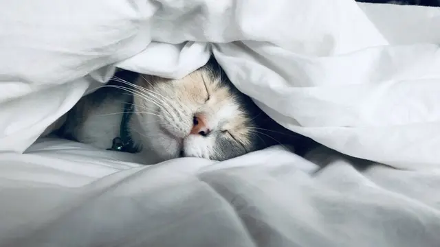 Ilustrasi hewan peliharaan