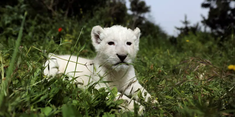 Bayi Singa Putih Langka yang Lahir di Siprus