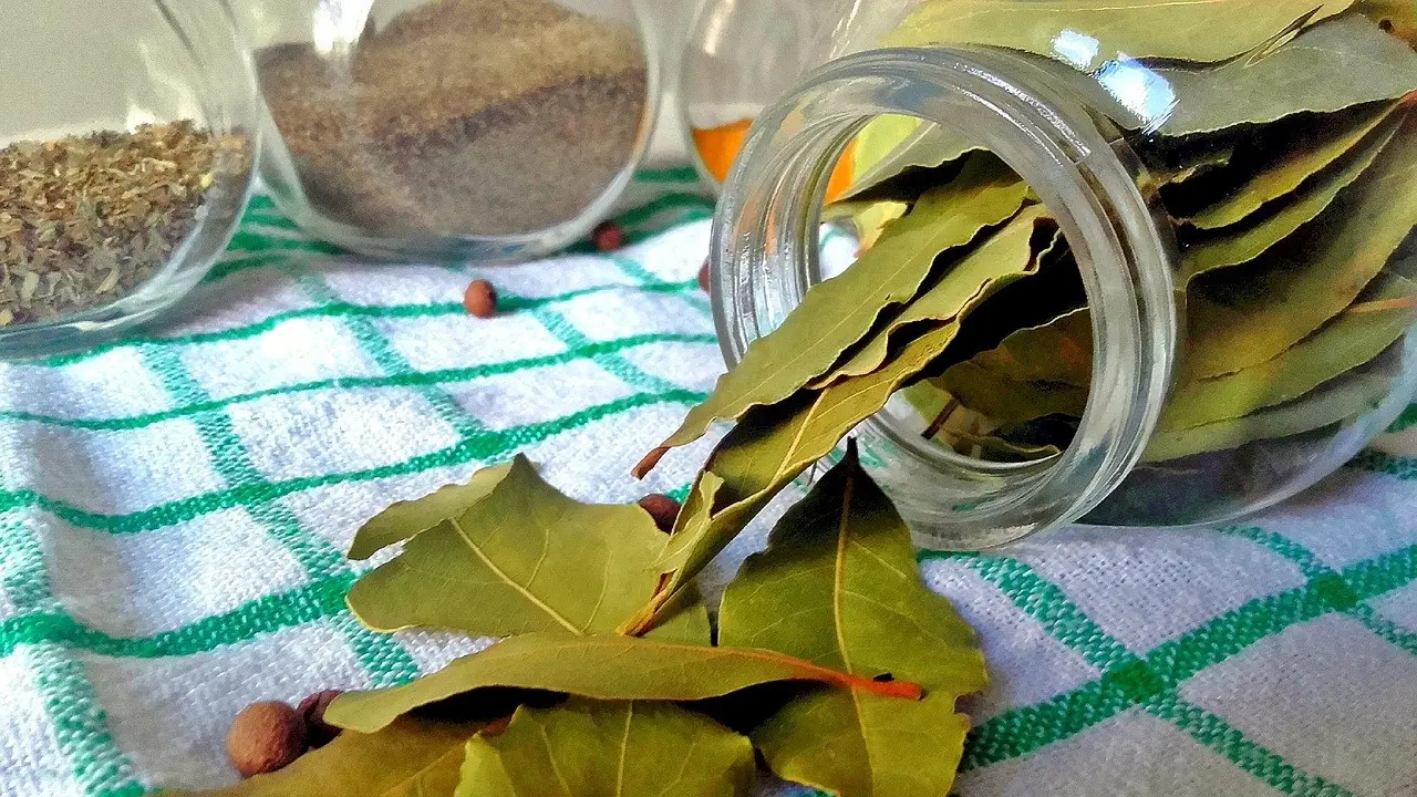 cara merebus daun salam untuk asam urat dan kolesterol