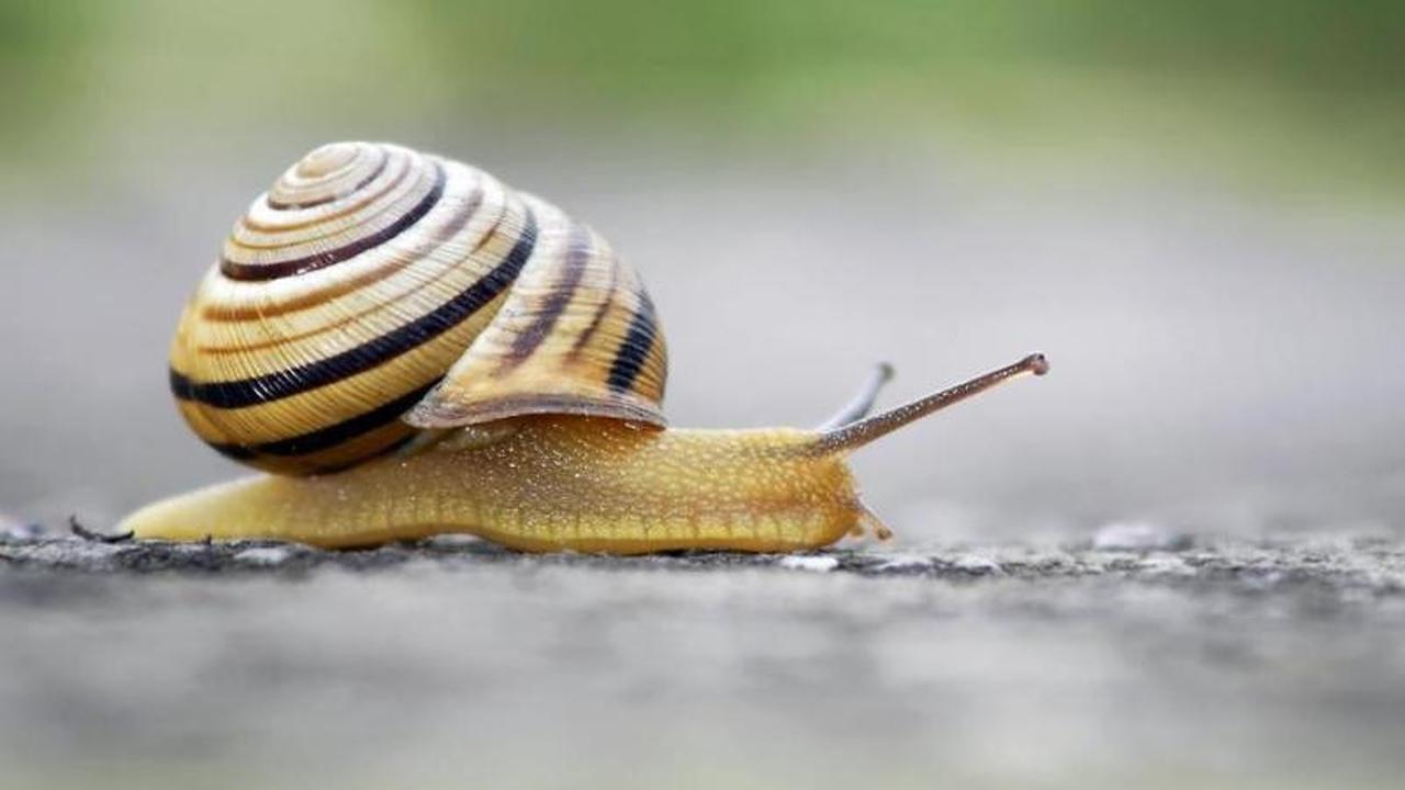 Raup Untung, Perusahaan Ini Pekerjaan Siput sebagai Bintang Film