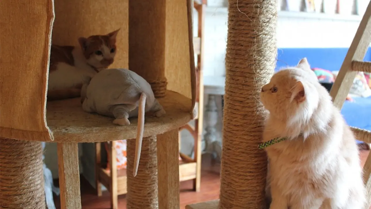 [Bintang] Nikmatnya Makan Bersama Hewan di Kafe Kucing Jakarta