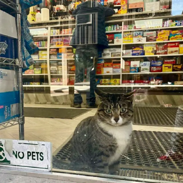 10 Potret Saat Kucing Menjaga Toko Ini Bikin Tepuk Jidat
