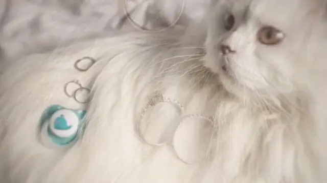 Tips foto kian estetik pakai bulu kucing.