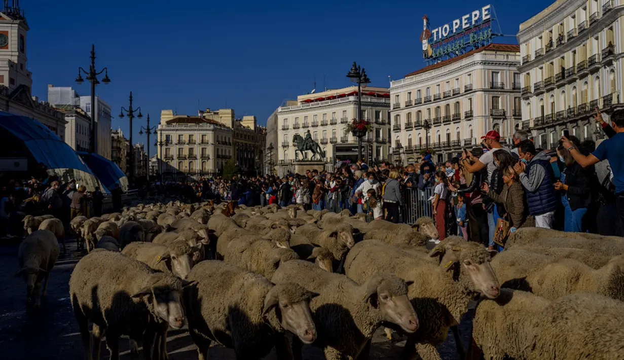 Kawanan domba melewati Alun-Alun Sol, Madrid, Spanyol, Minggu (24/10/2021). Para gembala memandu domba melewati jalan-jalan Madrid untuk membela hak penggembalaan dan migrasi kuno yang semakin terancam oleh urban sprawl dan praktik pertanian modern. (AP Photo/Manu Fernandez)