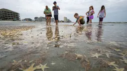 Orang-orang bermain dengan bintang laut yang terdampar di Garden City Beach, South Carolina, Amerika Serikat, Senin (29/6/2020). Kehadiran ribuan bintang laut yang terdampar menyita perhatian warga serta wisatawan untuk mengembalikan mereka ke laut. (Jason Lee/The Sun News via AP)