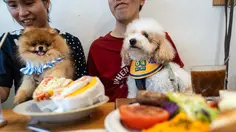 Restoran di Hong Kong Perbolehkan Pelanggan Bawa Anjing