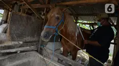 Dokter hewan melakukan pengukuran badan kuda penarik delman di Perkampungan kuda Rawa Badung, Jakarta, Rabu (1/9/2021). Pengukuran berat badan kuda delman bantuan sembako dilakukan oleh Jakarta Animal Aid Network (JAAN). (merdeka.com/Imam Buhori)