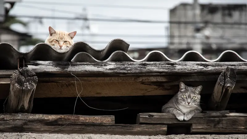 Apakah Kucing Adalah Cairan (Likuid)?