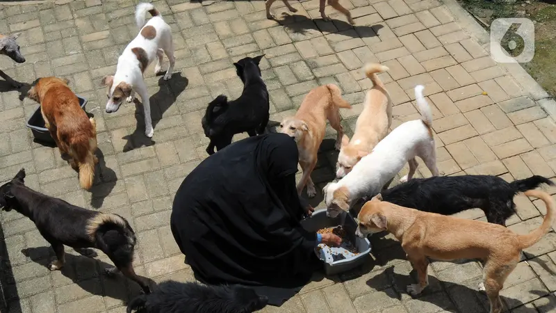 FOTO: Kedekatan Hesti Sutrisno dengan Anjing-Anjing Liar Peliharaannya