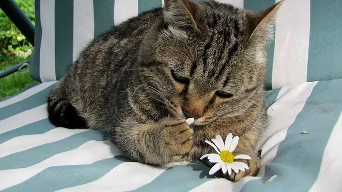 Para Kucing Ini Menyukai Bunga Lebih Dari yang Kamu Bayangkan