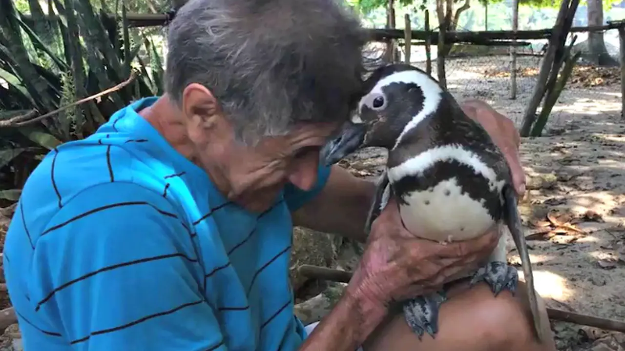 Persahabatan Penguin dan Manusia Penolongnya