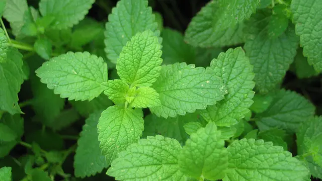 6 Herbal Bermanfaat yang Perlu Ditanam di Rumah