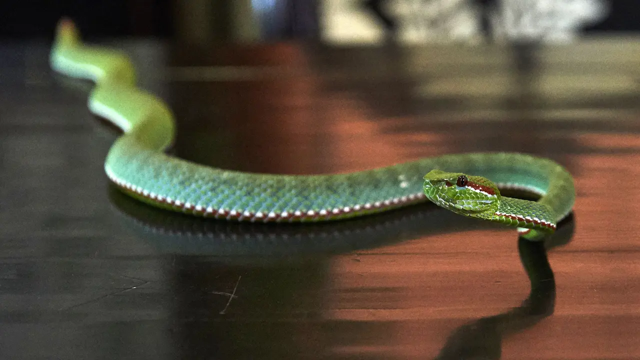 Untuk Kekebalan dan Anti Racun, Pria Ini Suntikkan Bisa Ular Viper ke Tubuhnya