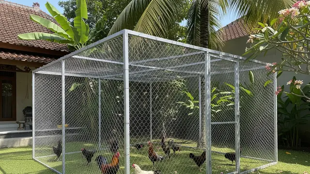 Kandang Ayam Besi Outdoor dengan Rangka Tertutup Jaring