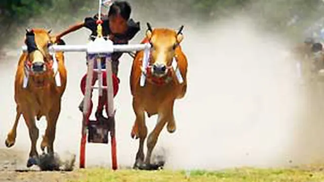 Tradisi Karapan Sapi