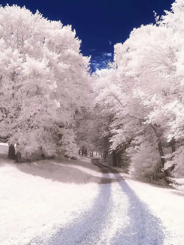 Hasil Foto Unik Infrared Photography (sumber: Instagaram/@earthfervor)