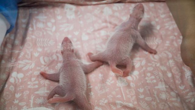 Menengok Dua Bayi Panda yang Baru Lahir di Belgia