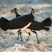 Jadi satwa endemik di Indonesia, burung ini masih saja meyimpan misteri yang belum terkuak hingga kini.