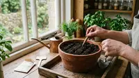 9 Cara Menanam Daun Dill di Pot dari Benih untuk Kebun Dapur, Mudah dan Praktis