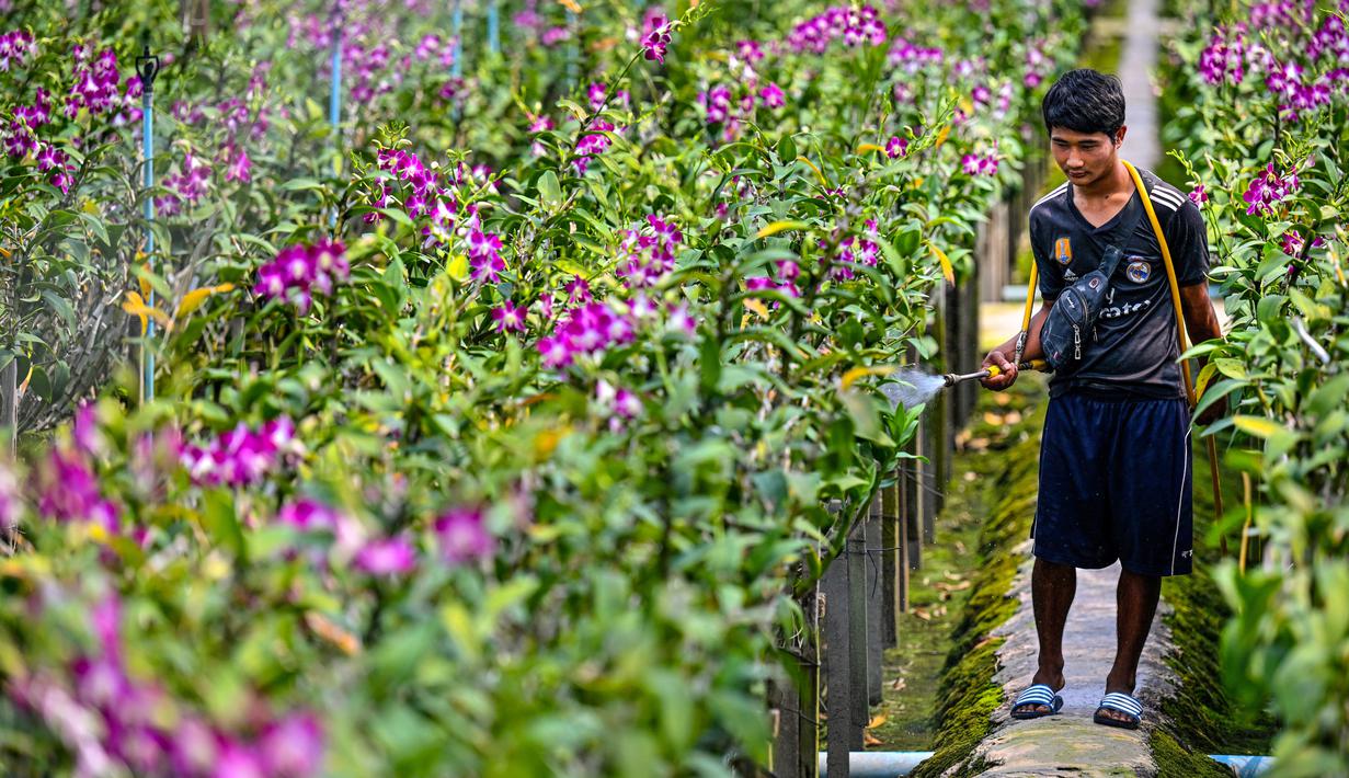 <p>Seorang pekerja menyiram anggrek di sebuah perkebunan di provinsi Nakhon Pathom, Thailand tengah pada 7 April 2022. Perkebunan itu pada masa jayanya populer di kalangan elit Thailand, bahkan pernah berkembang menjadi industri anggrek bernilai jutaan dollar. Tetapi pandemi covid-19 telah membuat satu dari lima perkebunan anggrek ditutup baru-baru ini. Dan tekanan semakin berat saat perang Rusia-Ukraina. (Lillian SUWANRUMPHA / AFP)</p>