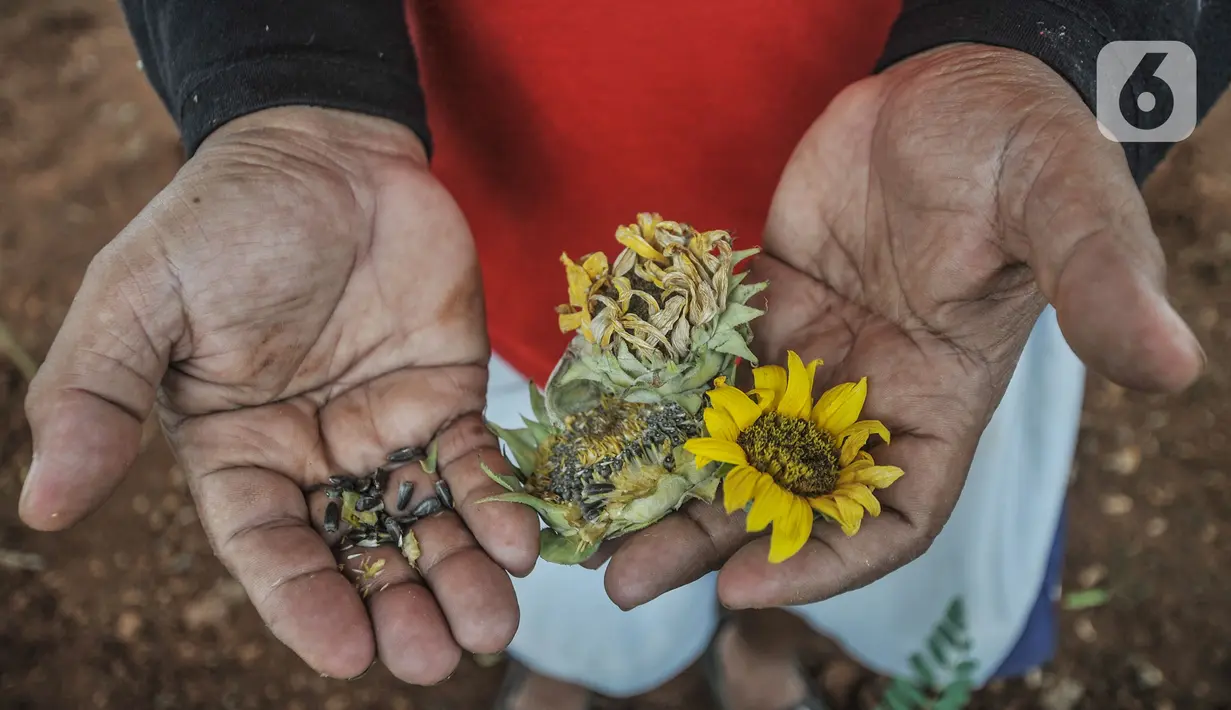 Budi menunjukkan benih bunga matahari yang dijualnya di kawasan Kalimalang, Jakarta, Rabu (14/7/2021). Benih bunga matahari yang dijual Budi dibanderol dengan harga Rp50 ribu per 200 biji. (merdeka.com/Iqbal S Nugroho)