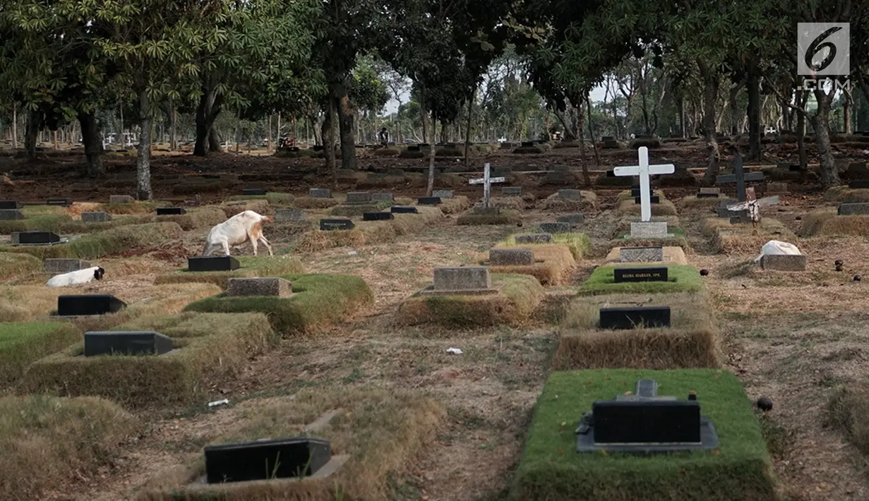 Sejumlah kambing mencari makan di antara makam yang berada di TPU Pondok Rangon, Jakarta, Sabtu (10/8/2019). Kambing tersebut sengaja digembalakan di area kuburan oleh pemiliknya lantaran kurangnya lahan hijau di daerah perkotaan. (Liputan6.com/Faizal Fanani)
