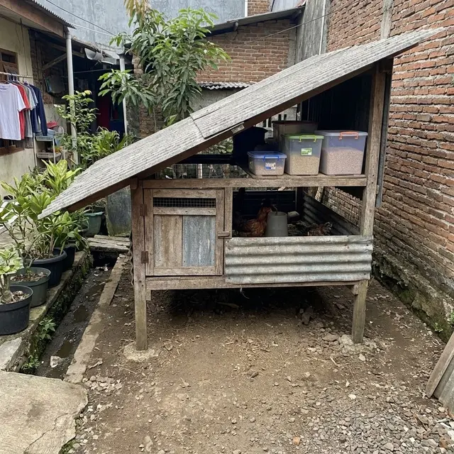 Kandang Ayam Panggung Tahan Banjir untuk Halaman Sempit