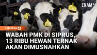 Darurat Wabah PMK di Siprus, Ribuan Hewan Ternak Terancam Dimusnahkan