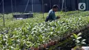 Pembeli memilih anggrek jenis dendrobium di tempat pembibitan budi daya anggrek, Pocis, Kecamatan Setu, Tangerang Selatan, Banten, Senin (31/8/2020). Anggrek dendrobium pesanan pembeli akan dikirim ke berbagai daerah, kebanyakan pemesan dari Kalimantan dan Sulawesi. (merdeka.com/Dwi Narwoko)