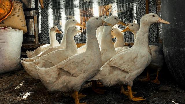 Ternak Bebek Petelur