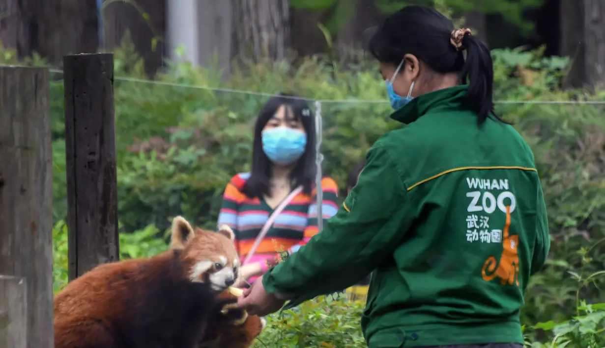 Petugas memberi makan seekor panda merah di Kebun Binatang Wuhan, Wuhan, Provinsi Hubei, China, Rabu (22/4/2020). Kebun Binatang Wuhan kembali dibuka untuk umum dengan peraturan ketat yang diterapkan untuk mencegah penyebaran COVID-19. (Xinhua/Fei Maohua)