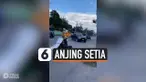ANJING SETIA