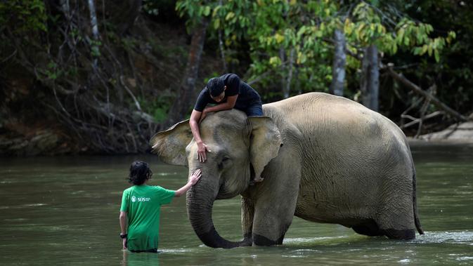 Pawang dan pengunjung menyentuh gajah betina sumatra saat memandikannya di sungai di Conservation Respons Unit (CRU) Sampoiniet, Aceh, Minggu (7/6/2020). Memasuki masa new normal, CRU Sampoiniet kembali membuka wisata konservasi meski membatasi jumlah kunjungan wisatawan. (CHAIDEER MAHYUDDIN/AFP)