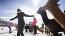 Shelagh Kane mengikuti kelas Yoga Salju bersama Alpaca di salju di Brae Ridge Farm and Sanctuary dekat Guelph, Ontario, pada 20 Februari 2022. Selusin orang mengikuti kelas yoga di luar ruangan dikelilingi oleh alpaca di musim dingin Kanada yang membekukan. (Geoff Robins / AFP)