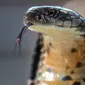 Kobra mencapai puncak siklus hidup sebagai Raja Cobra, antara 4 dan 6 tahun. (Liputan6/BBC)