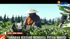 Di dataran tinggi Dieng, Jawa Tengah cuaca dingin memicu terbentuknya embun es atau embun upas, yang merusak tanaman petani.
