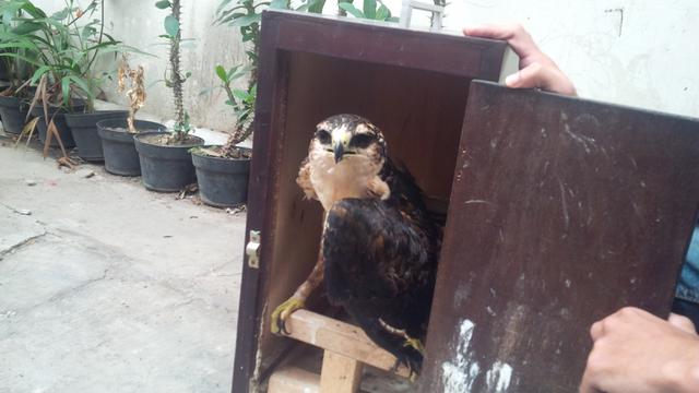 Unduh 870 Gambar Elang Mati Paling Bagus 