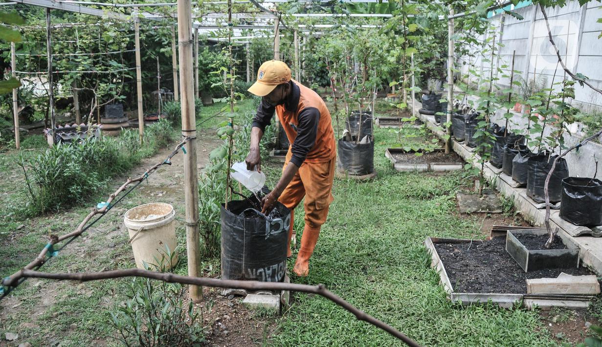 Wagiman (40), petugas Penanganan Prasarana dan Sarana Umum (PPSU) Kelurahan Pondok Kopi melakukan perawatan kebun anggur di kawasan Rawa Jaya, Kecamatan Duren Sawit, Jakarta Timur, Senin (6/6/2022). Hasil panen kebun anggur ini akan dibagikan kepada petugas PPSU dan warga sekitar secara gratis. (merdeka.com/Iqbal S. Nugroho)