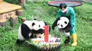 Seorang staf menggendong panda raksasa mendekati kue ulang tahun di Kebun Binatang Chongqing, China (23/6/2020). Kebun Binatang Chongqing menggelar  pesta ulang tahun empat ekor panda raksasa yang menginjak usia satu tahun, yakni Shuangshuang, Chongchong, Xixi, dan Qingqing. (Xinhua/Tang Yi)