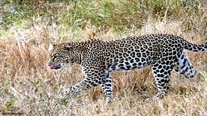 Bocah 5 Tahun Tewas Diserang Macan Tutul - Global Liputan6.com