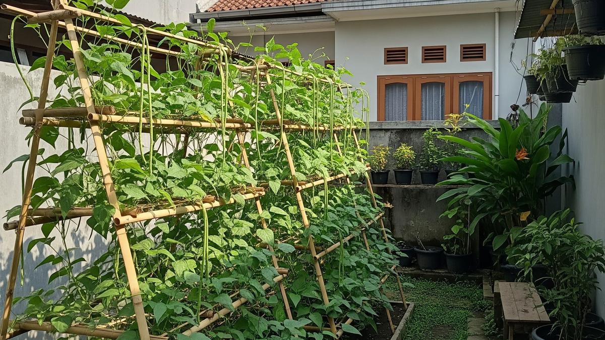 9 Ide Kebun Kacang Panjang Bertingkat untuk Halaman Kecil, Panen Melimpah