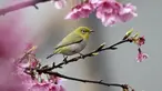 Seekor burung Pleci Jepang (Zosterops Japonicus) bertengger di sebuah pohon di Taipe, Kamis (9/3). Burung Pleci Jepang sering disebut juga sebagai Burung Kacamata. (AFP PHOTO / Sam YEH)