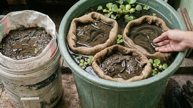 Kombinasi Ember dan Karung untuk Ternak Belut di Rumah
