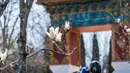 Bunga magnolia terlihat di Beijing Garden di dekat Danau Burley Griffin, Canberra, Australia (7/9/2020). Baru-baru ini, semakin banyak warga setempat yang pergi keluar untuk menikmati pemandangan bunga di Beijing Garden yang terletak di pusat kota. (Xinhua/Chu Chen)