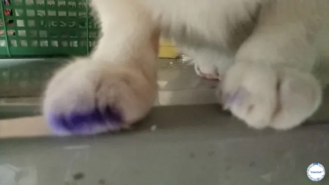 6 Potret Kucing Kena Tinta Pemilu Ini Bikin Tepuk Jidat, Ada Saja Tingkahnya