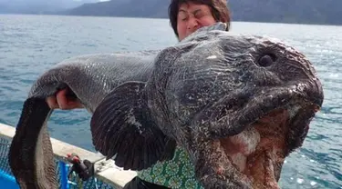 Ikan tersebut dikenal sangat menakutkan dengan kepala besar dan mulut menganga.